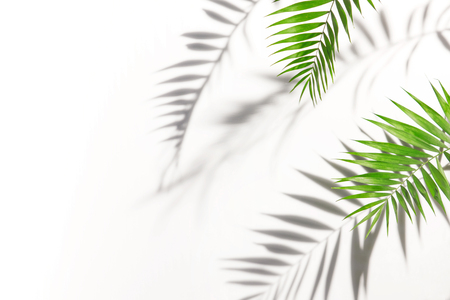 Shadows from palm trees on a white wallの写真素材
