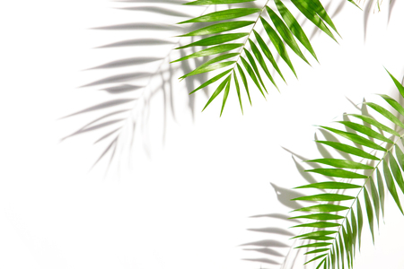 Shadows from palm trees on a white wallの写真素材
