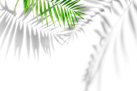 palm leaves and shadows on a white wallの写真素材