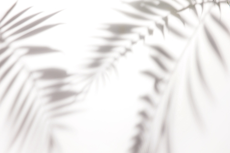 Shadows from palm trees on a white wallの写真素材