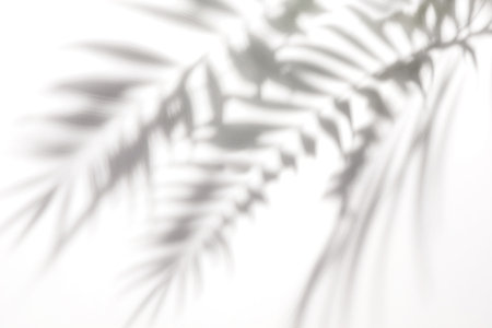 Shadows from the leaves of tropical trees on a white wallの写真素材