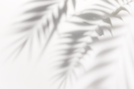 Shadows from the leaves of tropical trees on a white wallの写真素材