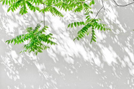 The Tree shadow cast over on white concrete wallの写真素材
