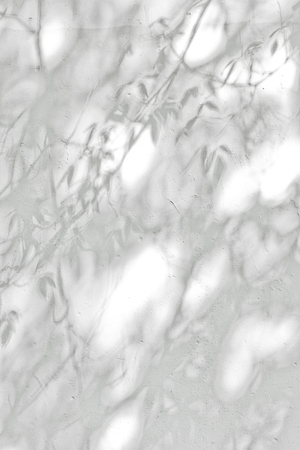 The Tree shadow cast over on white concrete wallの写真素材