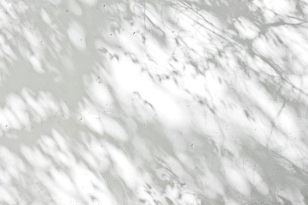 The Tree shadow cast over on white concrete wallの写真素材
