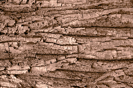 Tree bark background macroの写真素材