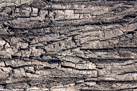 Tree bark background macroの写真素材