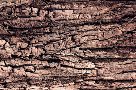 Tree bark background macroの写真素材