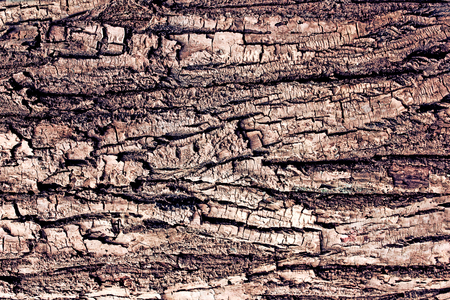 The bark of the old tree is cracked chocolate pink, close-upの写真素材