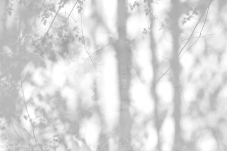 Shadow Of Leaves Reflected On The White Wallの写真素材