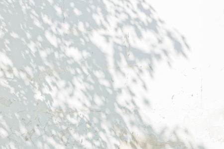 Shadow Of Leaves Reflected On The White Wallの写真素材