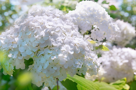inflorescence of white hydrangeas in the sunの写真素材