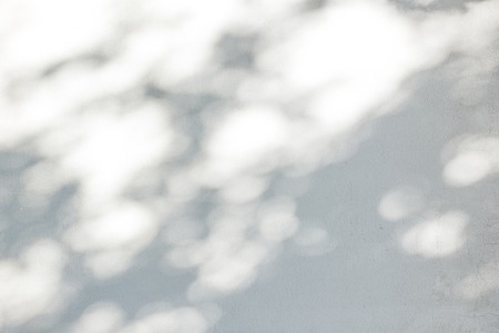 Shadow Of Leaves Reflected On The White Wallの写真素材