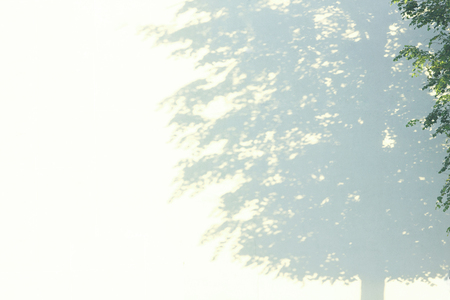 shadows from one tree on a plastered wallの写真素材