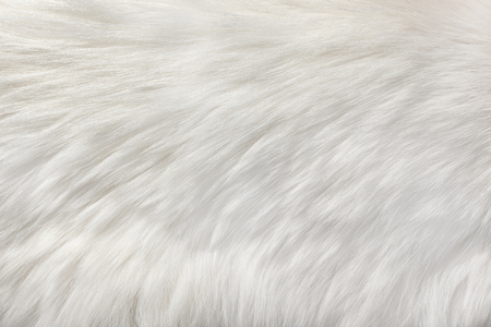 White fur natural texture, close-up.Useful as backgroundの写真素材