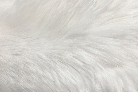 White fur natural texture, close-up.Useful as backgroundの写真素材