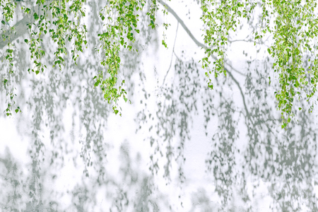 Shadow Of Leaves Reflected On The White Wallの写真素材