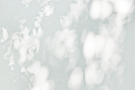 Shadow Of Leaves Reflected On The White Wallの写真素材