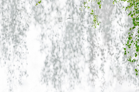 Shadow Of Leaves Reflected On The White Wallの写真素材
