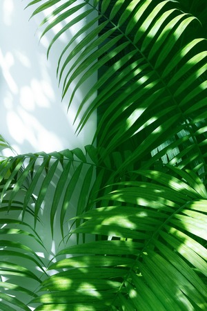 palm leaves and shadows on a white wall background.の写真素材