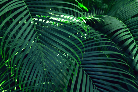 Beautiful of fern tropical leavesの写真素材