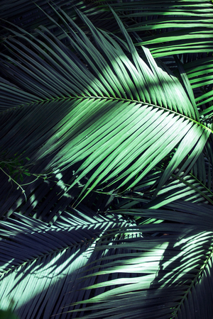 Beautiful of fern tropical leavesの写真素材