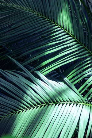 Beautiful of fern tropical leavesの写真素材