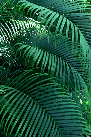 Tree Palm leafs pattern for nature background.の写真素材