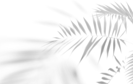 Shadows from palm trees on a white wallの写真素材