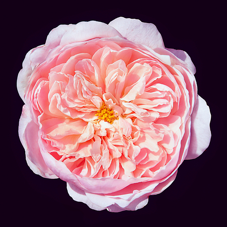 tender pink rose close-up on a black background isolatedの写真素材