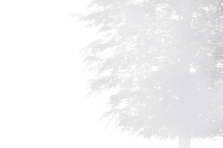 A shadow from a large, lonely tree near a concrete wallの写真素材