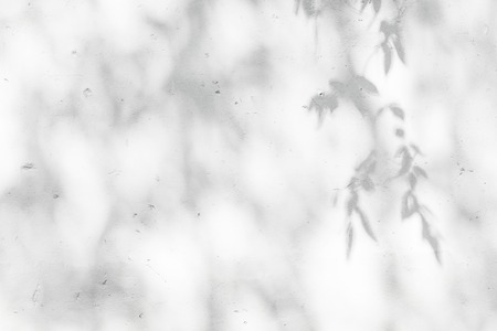 Gray shadow of natural leaves tree and tree trunk falling on white concrete wall for background...