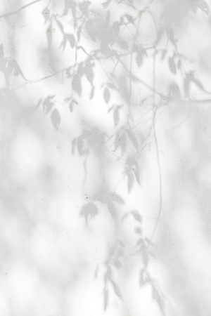 Gray shadow of natural leaves tree and tree trunk falling on white concrete wall for background design and wallpaperの写真素材