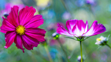 Multicoloured bright flower of the cosmos sunlitの写真素材