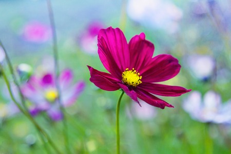 Multicoloured bright flower of the cosmos sunlitの写真素材