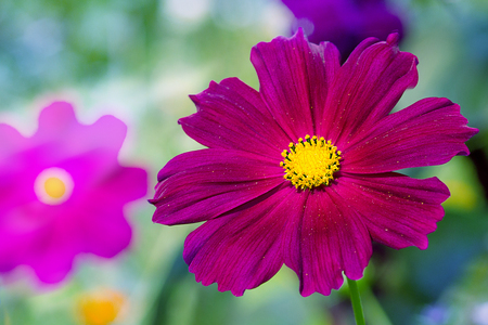 multicolored bright flower of the cosmos sunlitの写真素材