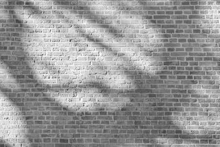 Tree shadow on white brick wallの写真素材