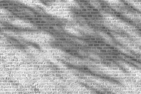Tree shadow on white brick wallの写真素材