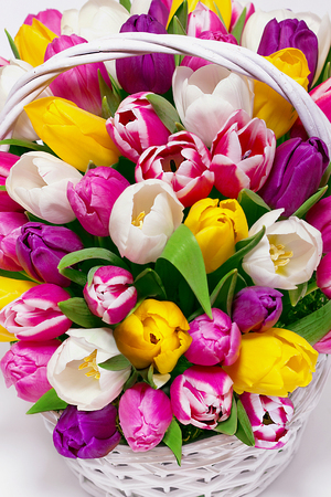 multi-colored tulips in shopping basketの写真素材