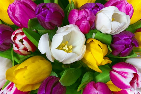 bouquet of multicolor tulips. fresh spring flowers floral backgroundの写真素材