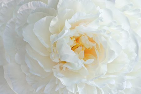 fresh white peony flowers bakcgroundの写真素材
