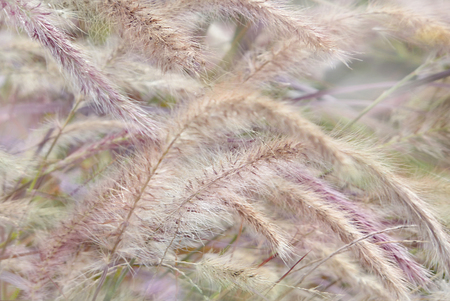 grass feather grassの写真素材