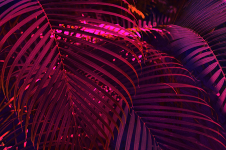 Bright tropical leaves of paradise, palm leaves in neon lightの写真素材