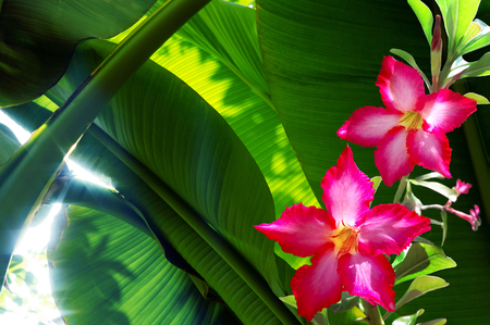 Desert Rose, red tropical flowers. Nature Background, Adenium Tropical flowerの写真素材