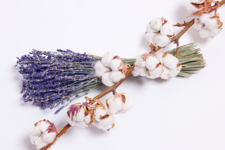 cotton flowers on the branch and lavender white background, flat lay, top view.の写真素材