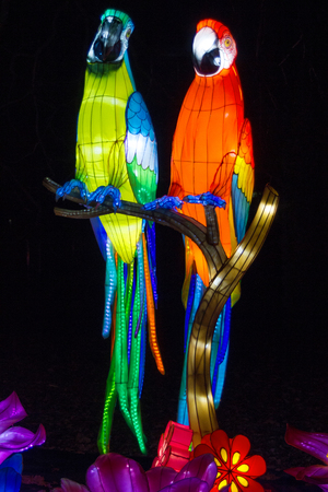 Peacock. Colorful birds, Belarus, Minsk - March 19, 2019: exhibition of the festival of lanterns in the Minsk Botanical University, Belarusの写真素材