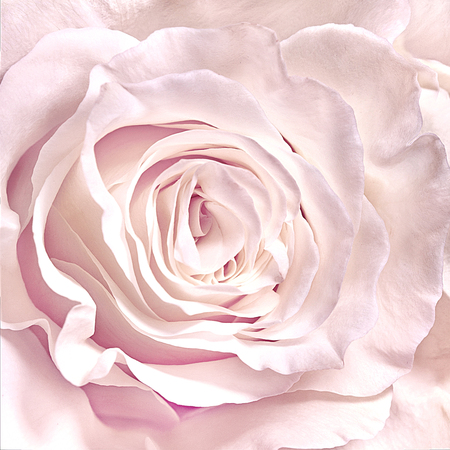 pink, rose close-up can use as wedding background. Soft blur focusの写真素材