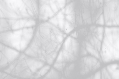 Shadows from trees on a plastered wallの写真素材
