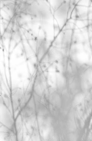 Shadows from trees on a plastered wallの写真素材