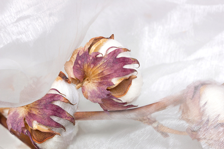 Cotton plant flower branch on white fabric surface. Textile backgroundの写真素材